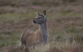 A YEAR IN THE LIFE OF RED DEER &ndash; PART FOUR