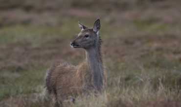 A YEAR IN THE LIFE OF RED DEER – PART FOUR