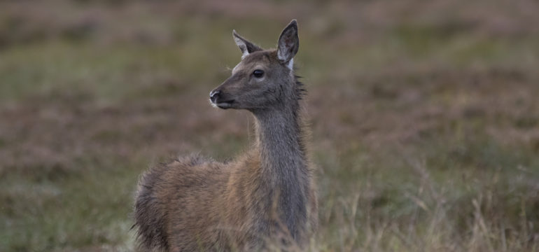 A YEAR IN THE LIFE OF RED DEER – PART FOUR