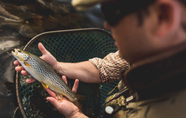 Brown Trout