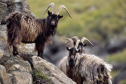 FERAL GOAT