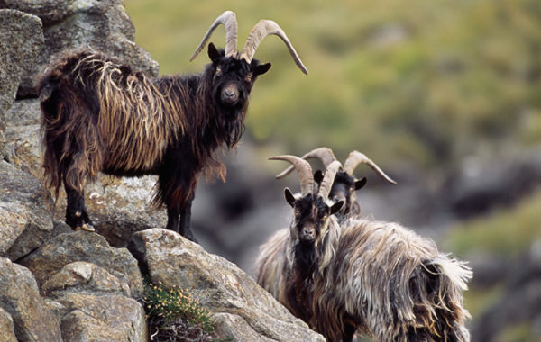 Excellence In Wildlife Management