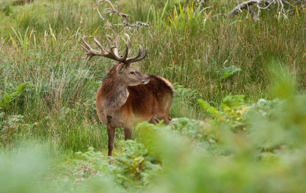 Glenborrodale Deer Park