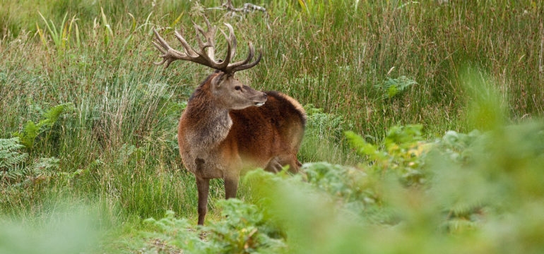 Glenborrodale Deer Park