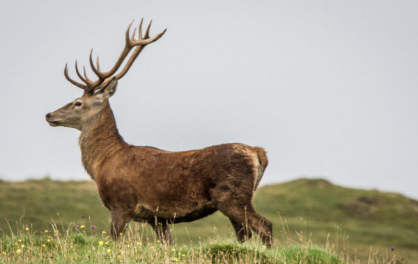 Red Deer