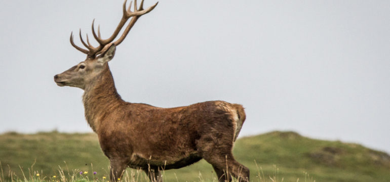 RED DEER