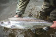 SALMON