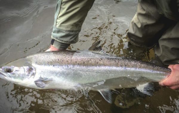 Salmon