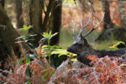 Sika