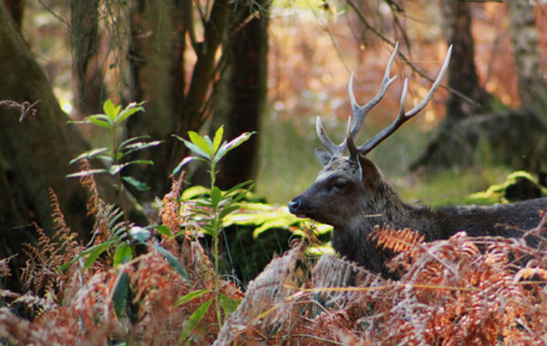 Sika