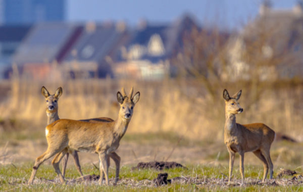 Urban Deer Control Management