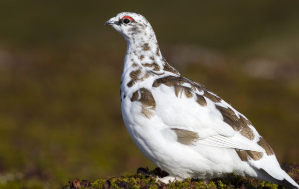 Ptarmigan