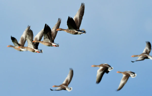 Wildfowl