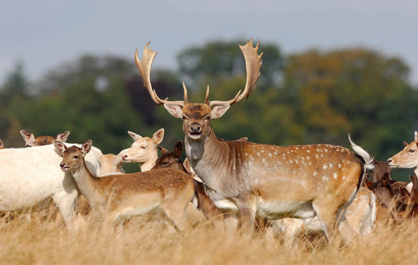 Fallow