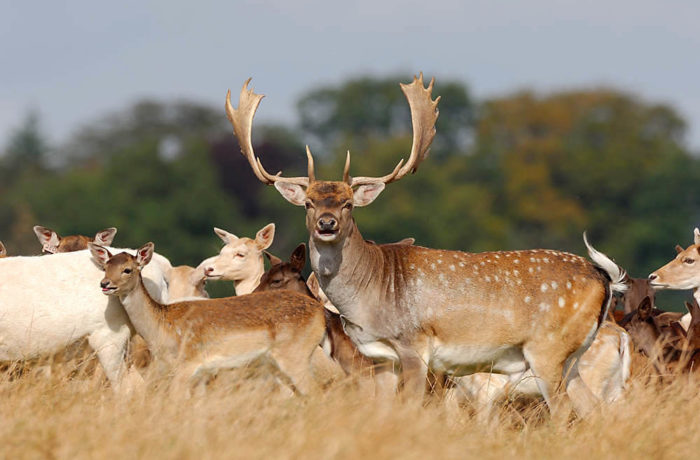 Fallow