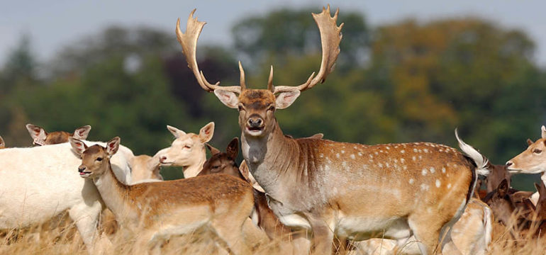 Fallow