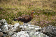 GROUSE