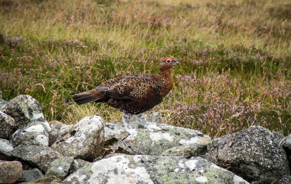 Grouse