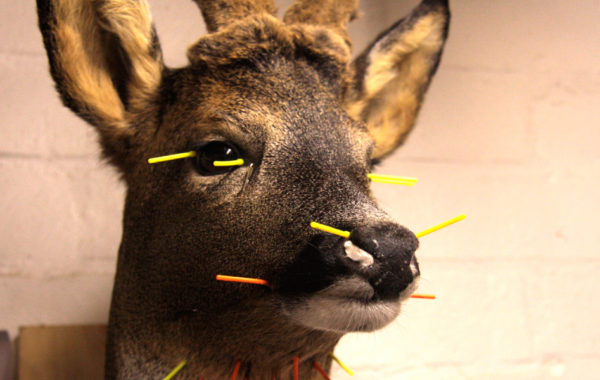 Taxidermy
