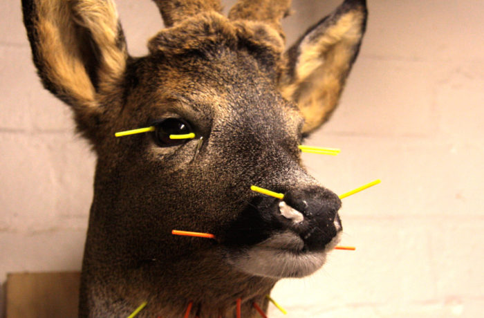 Taxidermy